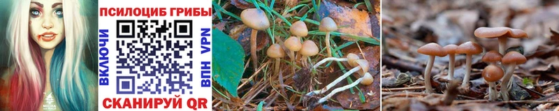 Галлюциногенные грибы Cubensis  Бежецк 